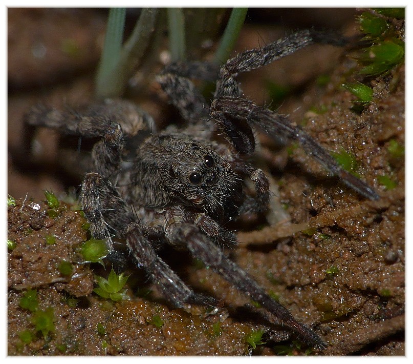 Ragni vari(Gnaphosidae, Lycosidae, Theridiidae, Thomisidae.)